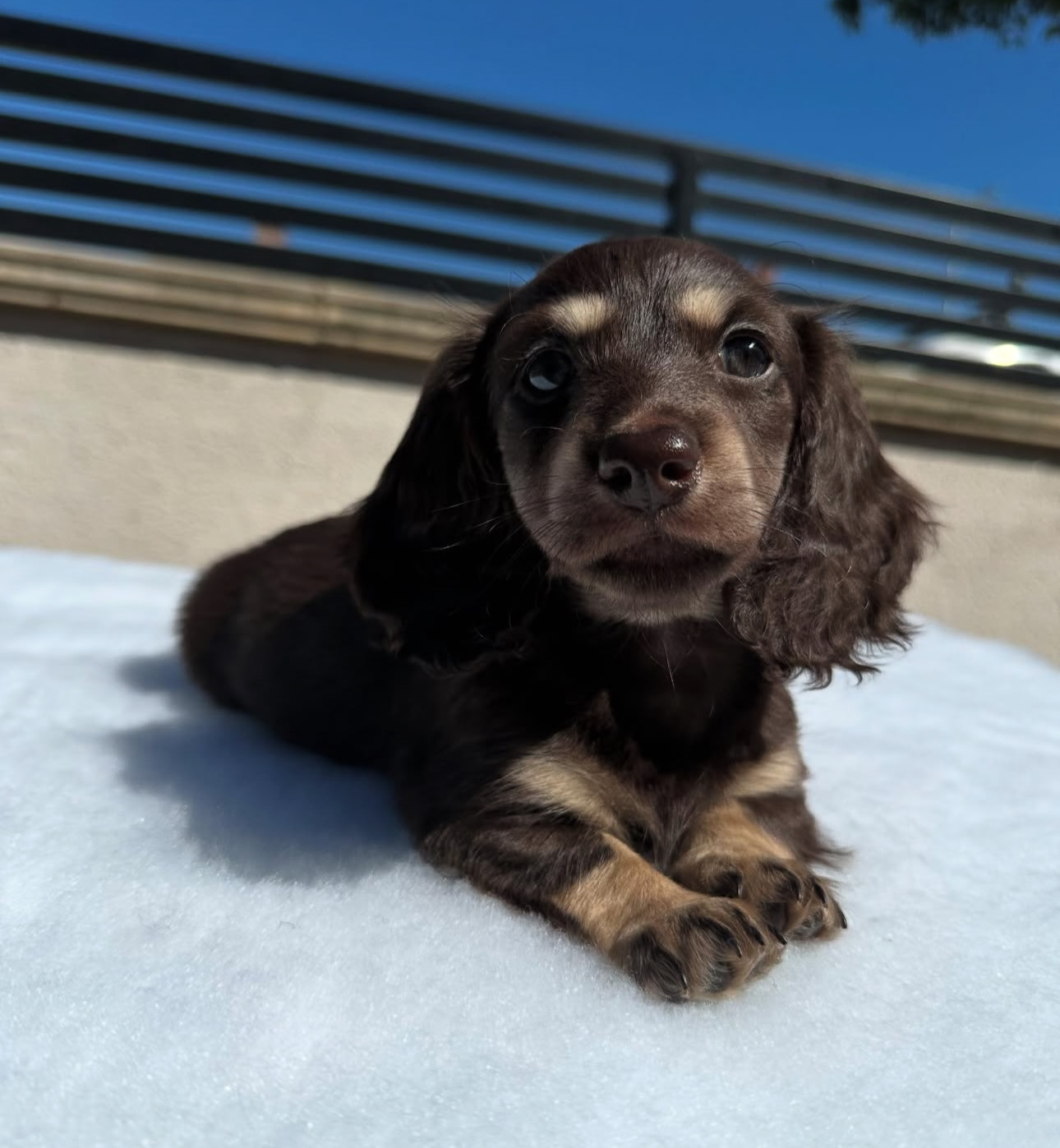 Adorable Dachshund Puppy